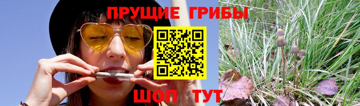 Шелехов  Псилоцибиновые грибы Psilocybe  купить   Вход с VPN 